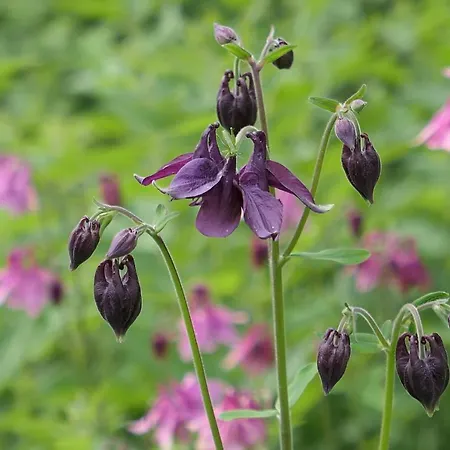 Casa Safra Prázdninový dům