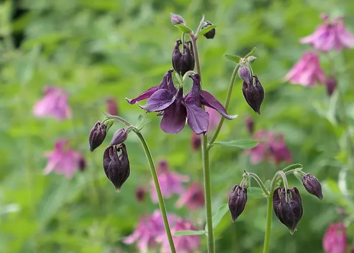 Casa Safra Tatil Evi